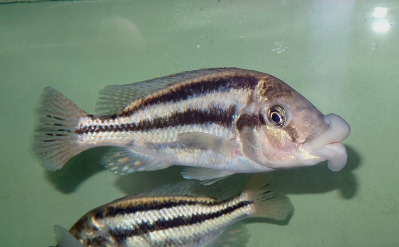 Cheilochromis euchilus